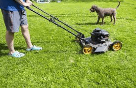 Mow A Lawn With Dog Poop